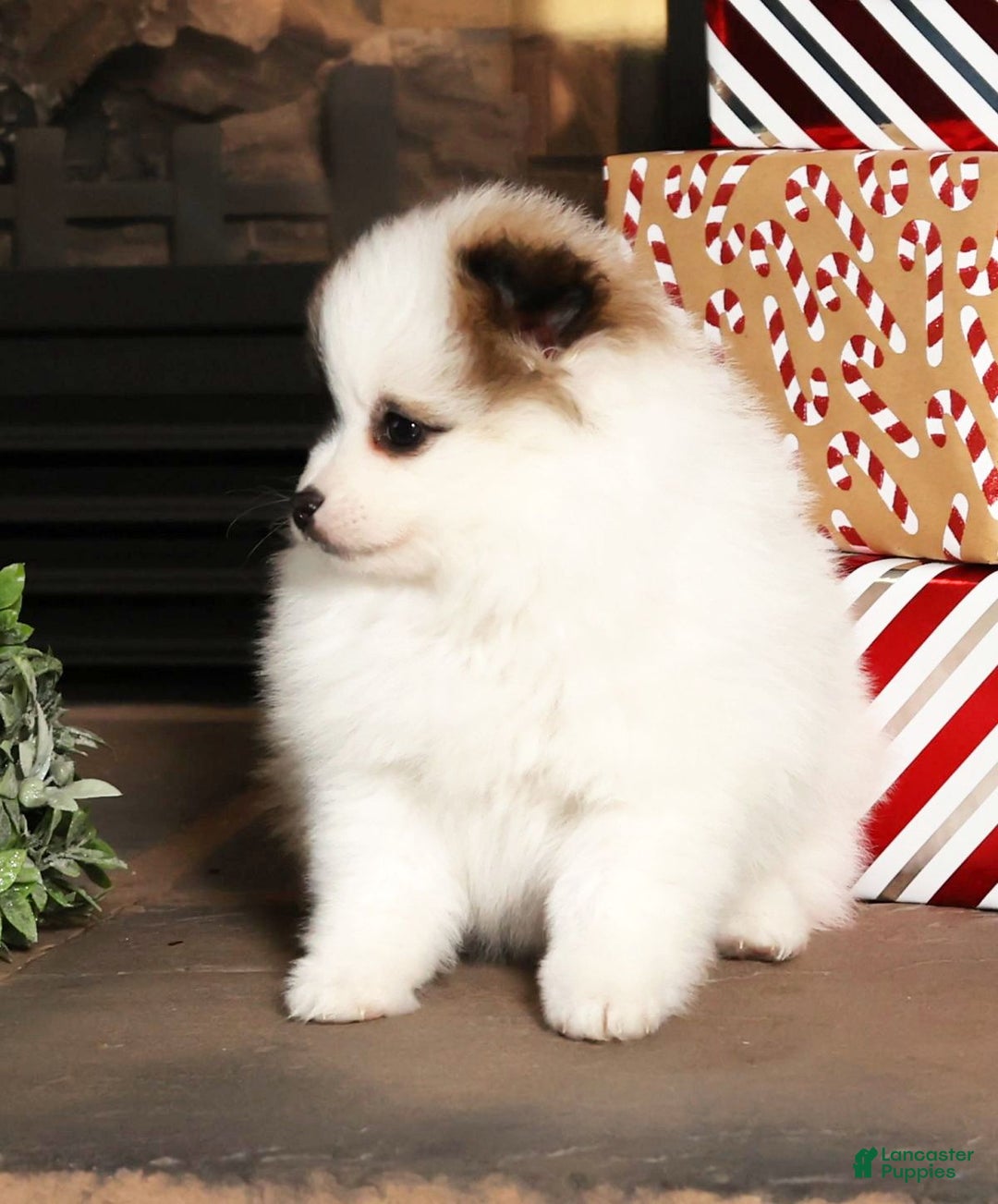 Pomeranian dogs for sale: Stacy - Ad 8