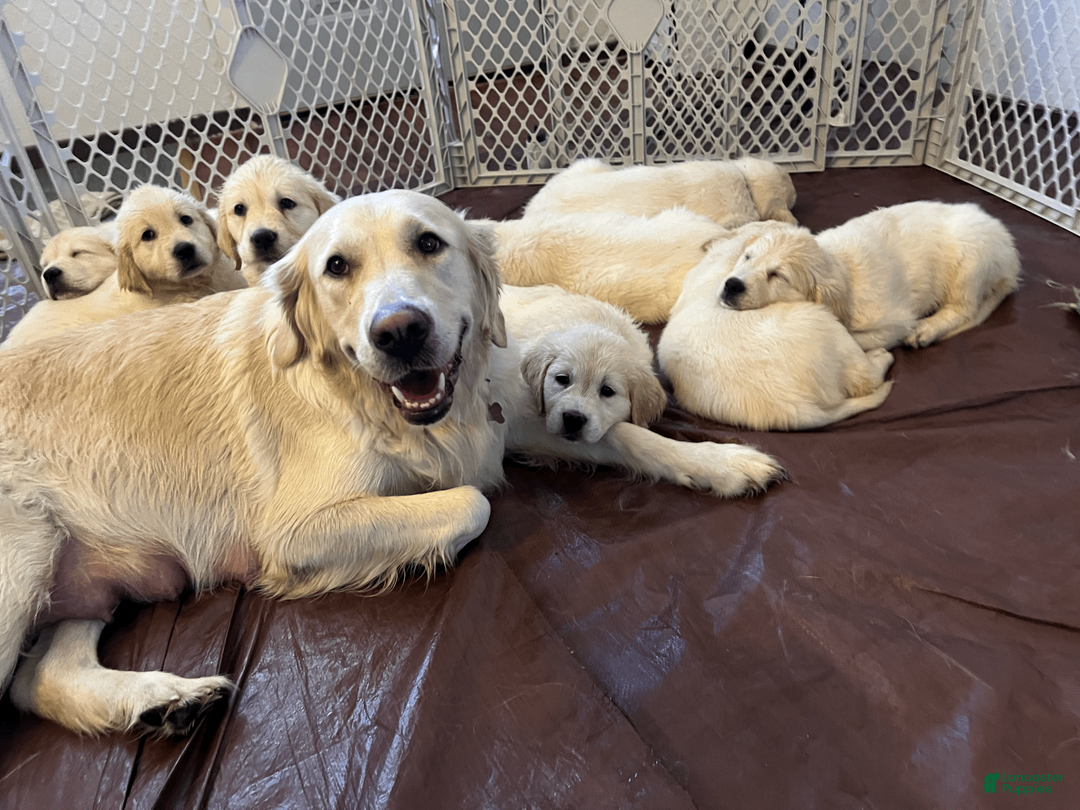 Golden Retriever dogs for sale: AKC Golden Retriever Puppy 1 - Ad 4