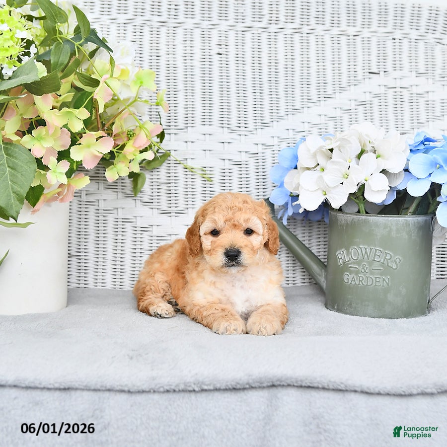 Mini Aussiedoodle dogs Daisy - Ad 1