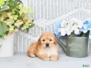 Mini Aussiedoodle dogs for sale: Daisy - Ad 2