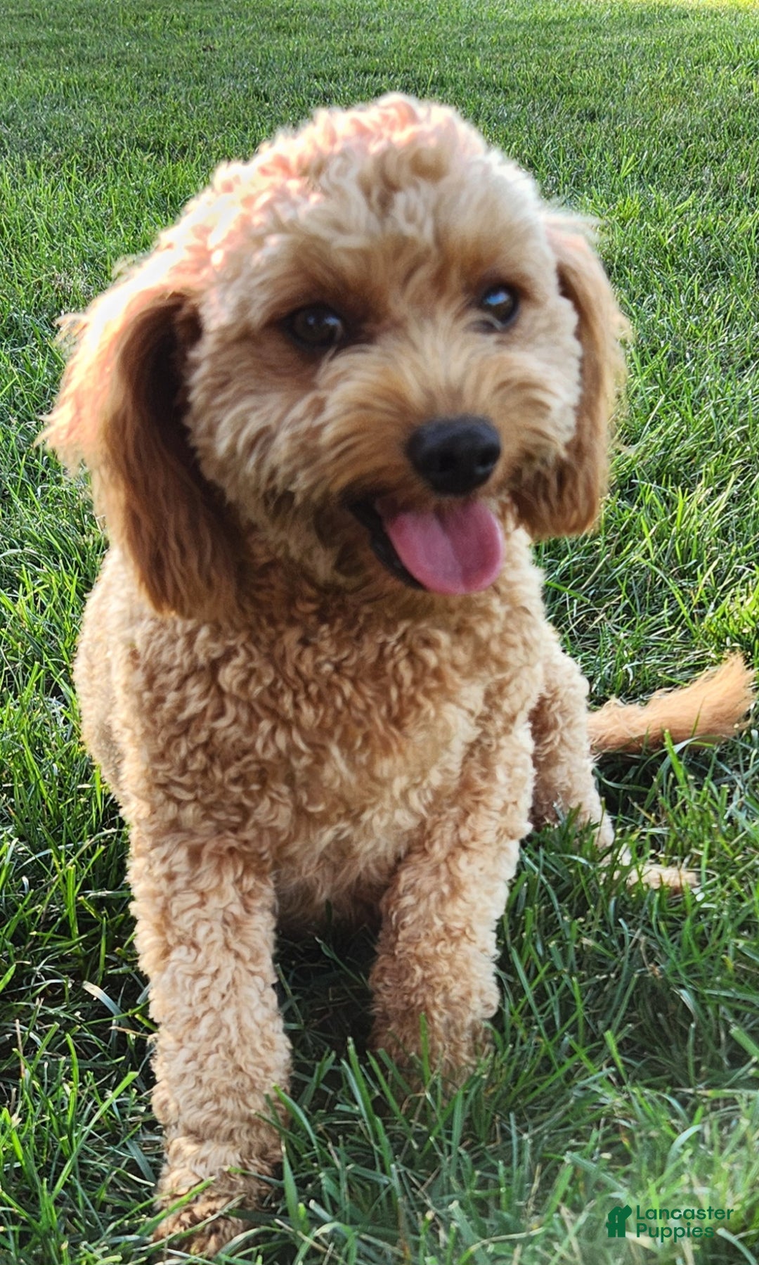 Mini Goldendoodle dogs for sale: Kate - Ad 10