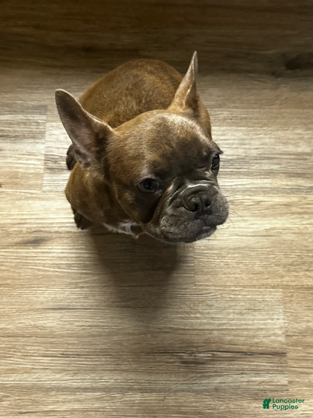 French Bulldog dogs for sale: Nina - Ad 37