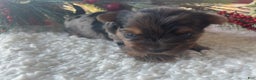Yorkshire Terrier dogs for sale: Pixie - Ad 4