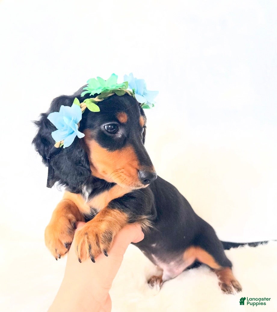 Miniature Dachshund dogs AKC Badger - Ad 4