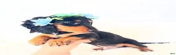 Miniature Dachshund dogs for sale: AKC Badger - Ad 3