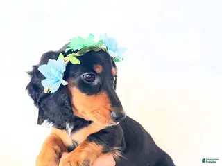 Miniature Dachshund dogs AKC Badger - Ad 4