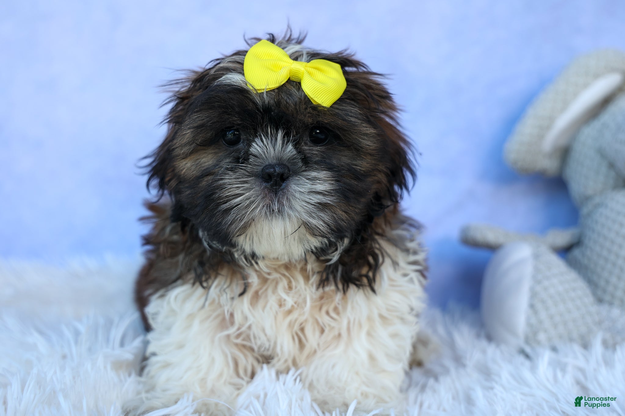 Shih Tzu dogs RUBBLE - Ad 2