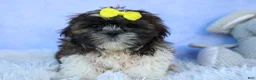 Shih Tzu dogs for sale: RUBBLE - Ad 2