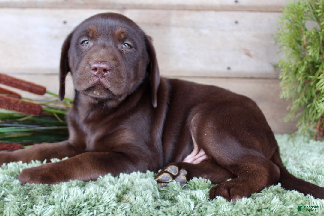Labrador Retriever dogs for sale: Brownie  - Ad 3