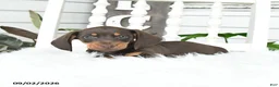 Dachshund dogs for sale: Scout - Ad 3