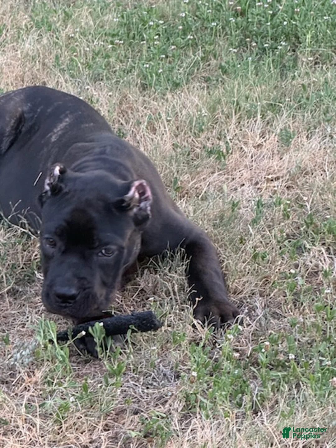 Cane Corso dogs for sale: Girl 2 - Ad 3