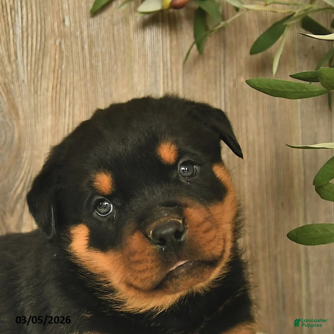 Rottweiler dogs for sale: Ludwig - Ad 5