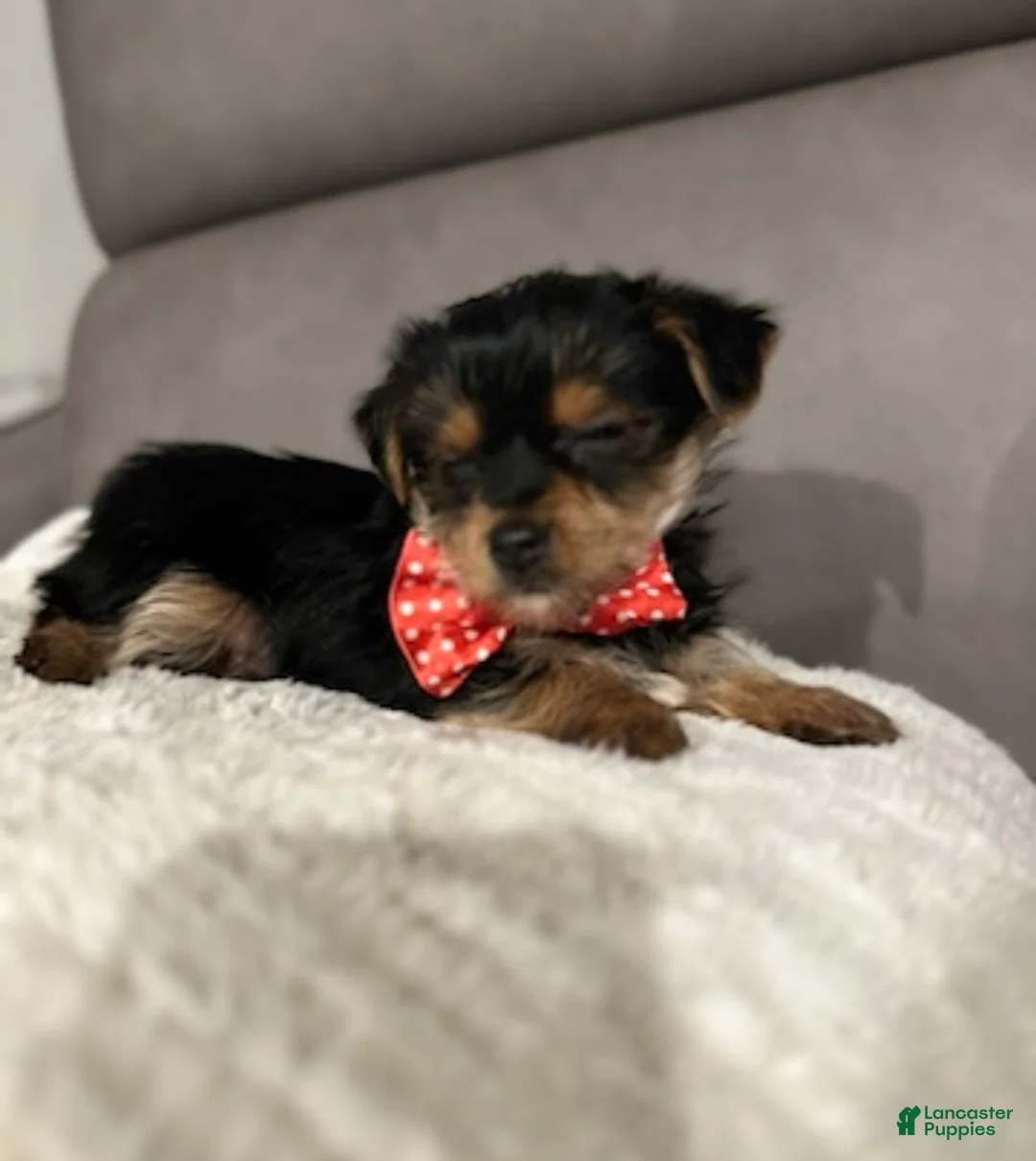 Yorkshire Terrier dogs for sale: Koda - POTTY And CRATE TRAINING NOW HOME RAISED - Ad 7