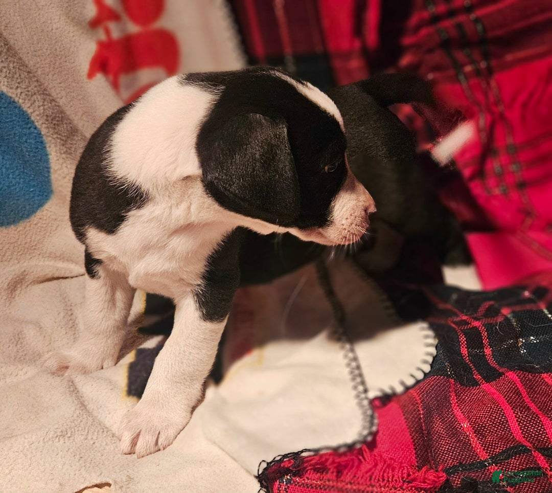 Border Collie dogs for sale: Friday - Ad 7