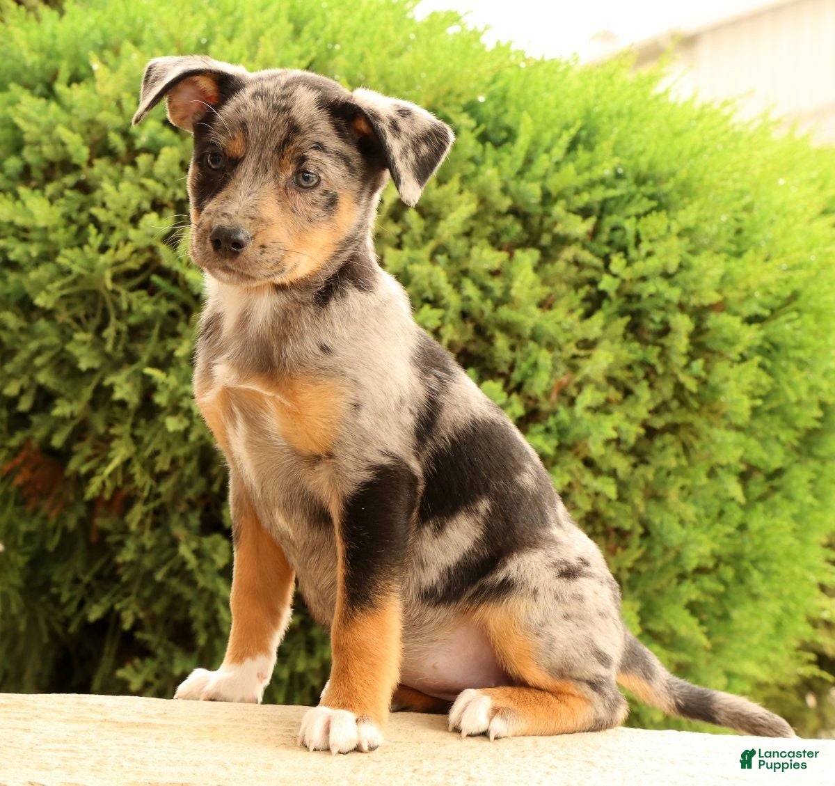 Miniature Australian Shepherd dogs Bea - Ad 2