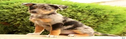 Miniature Australian Shepherd dogs for sale: Bea - Ad 2
