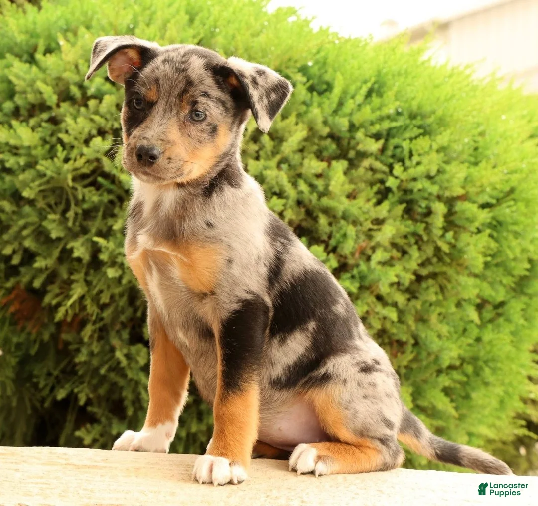 Miniature Australian Shepherd dogs for sale: Bea - Ad 2