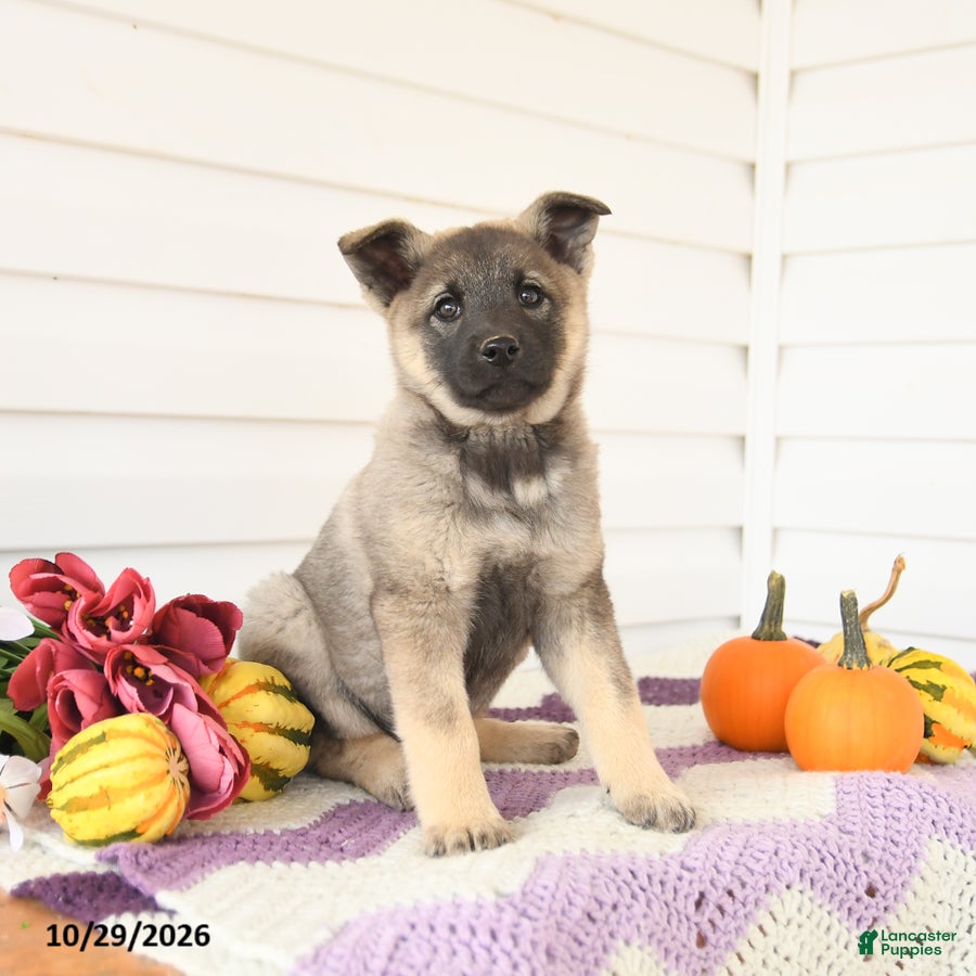 Mixed Breed dogs for sale: Addy - Ad 1