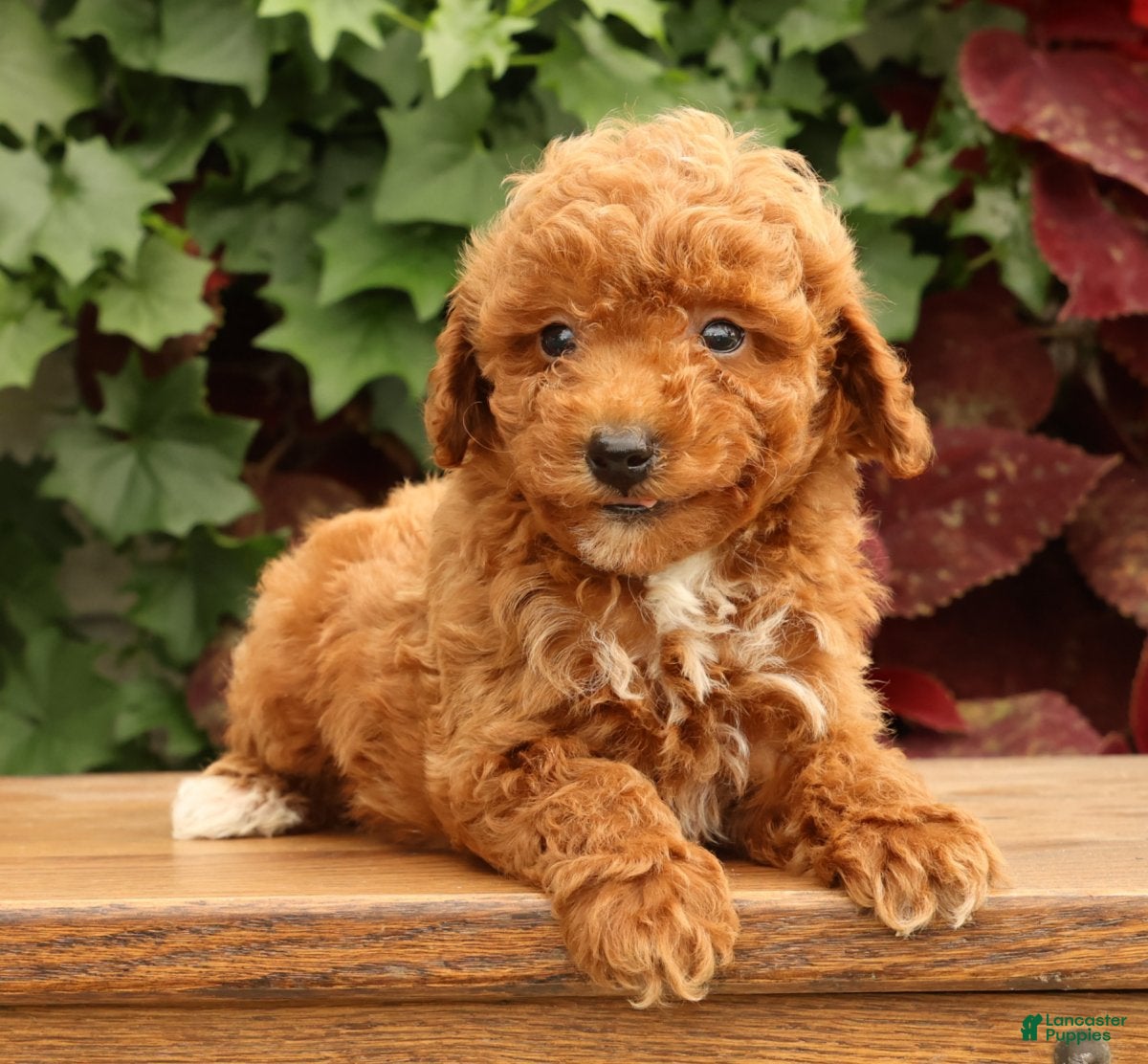 Miniature Poodle dogs Shawn - Ad 1