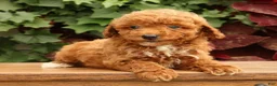 Miniature Poodle dogs for sale: Shawn - Ad 1