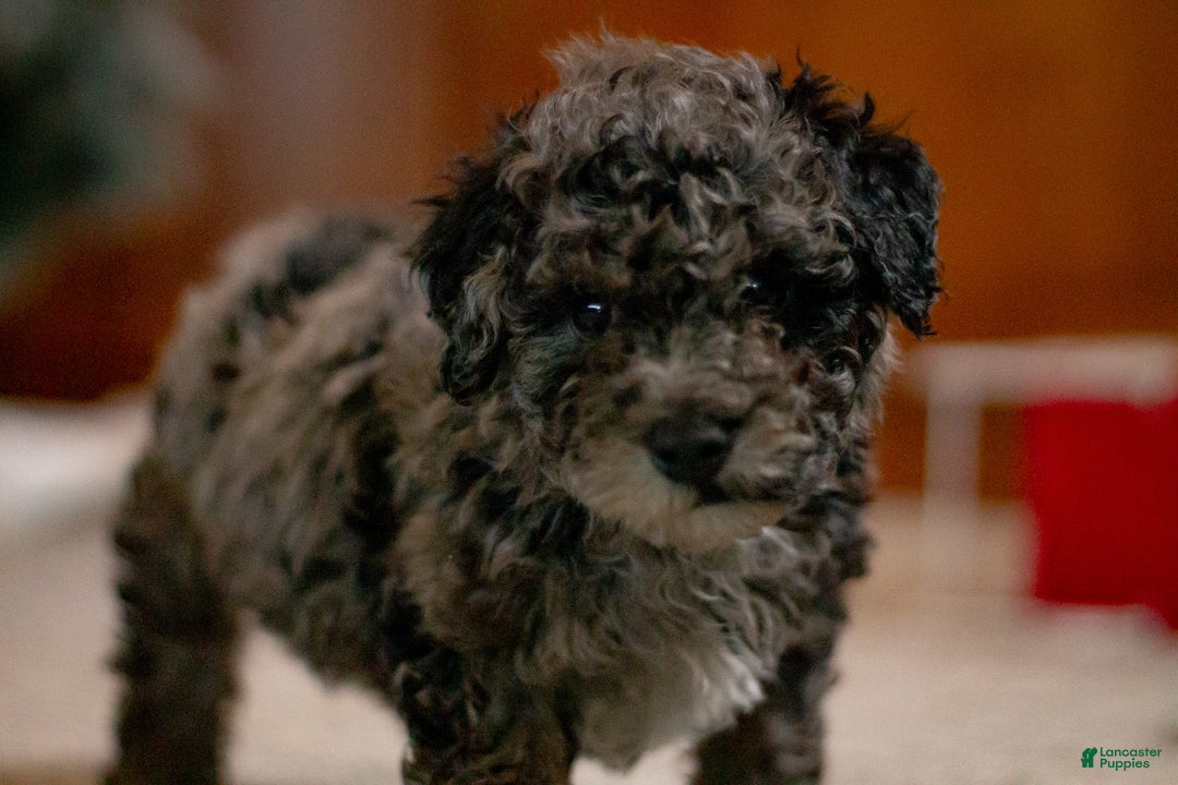 Bichpoo dogs for sale: Jingle  - Ad 1