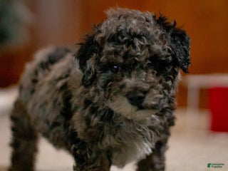 Bichpoo dogs Jingle - Ad 15