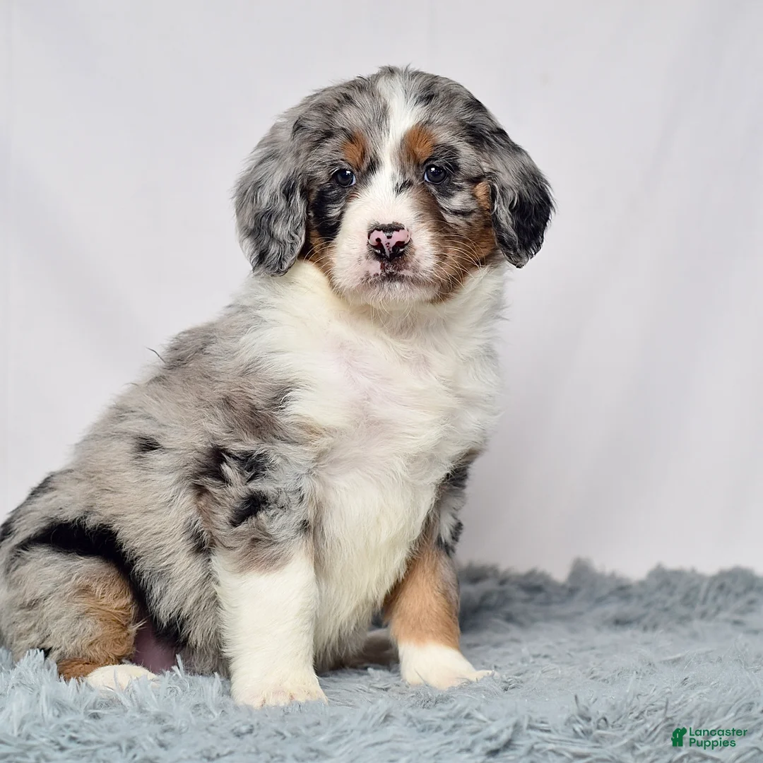 Bernedoodle dogs for sale: Ms. Vivian - Ad 1