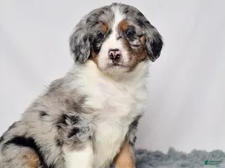 Bernedoodle dogs Ms. Vivian - Ad 9