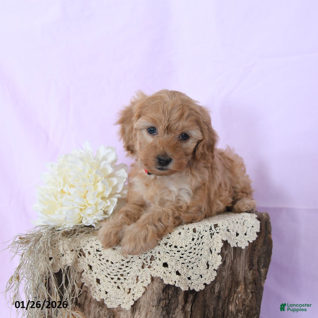 Shihpoo dogs for sale: Emma - Ad 2
