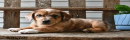 Mixed Breed dogs for sale: Willow - Ad 4