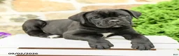 Cane Corso dogs for sale: Chara  - Ad 4
