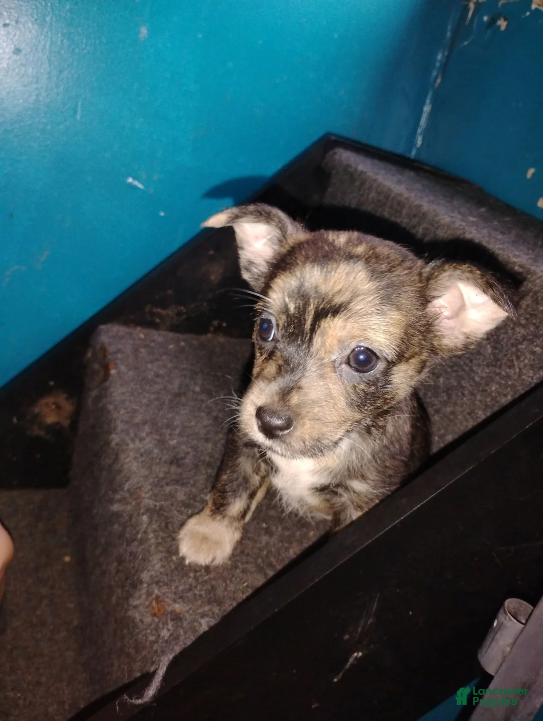 Mixed Breed dogs for sale: Mixed Breed 2 - Ad 3