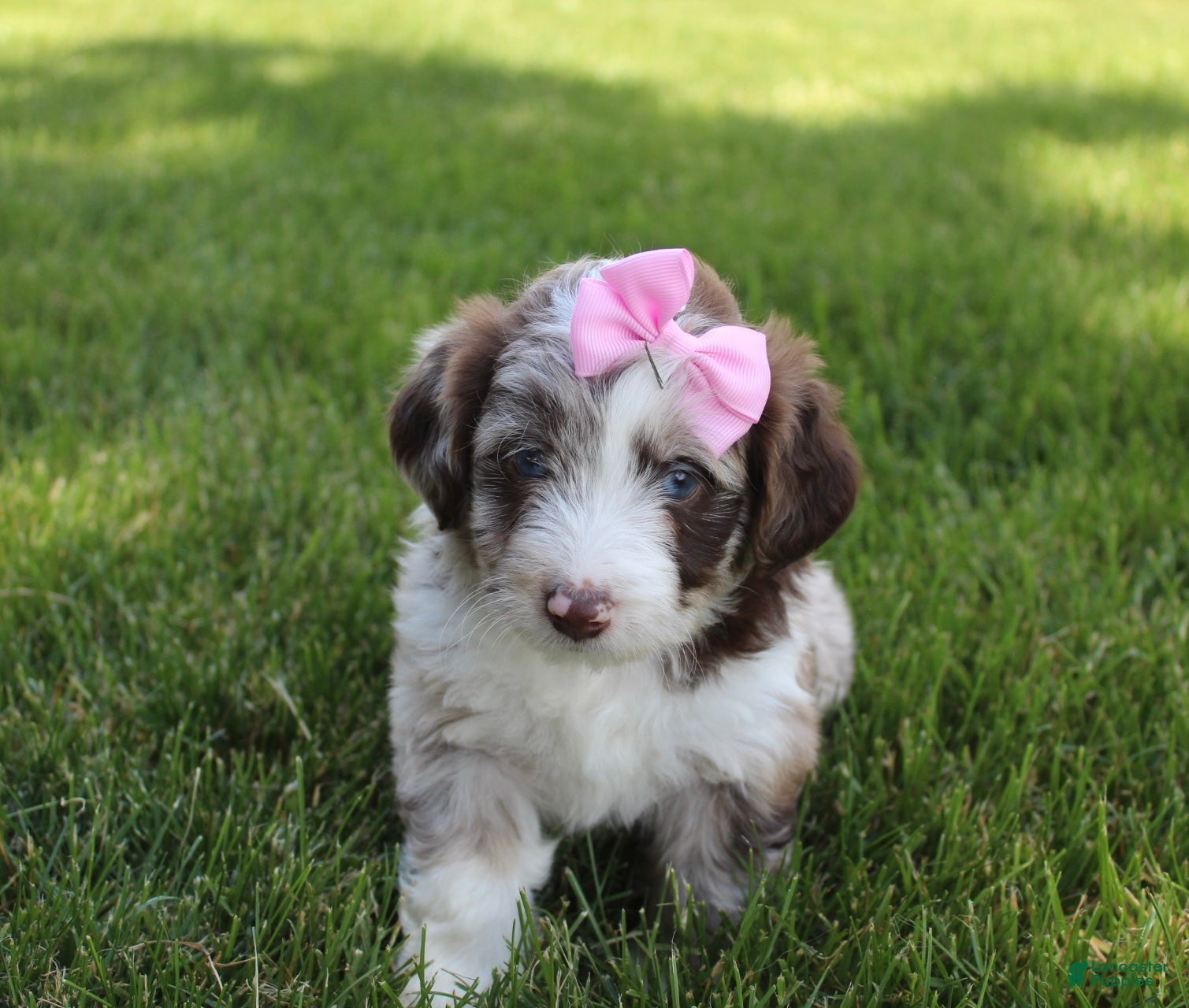 Mini Aussiedoodle dogs for sale: June 🎀 - Ad 3