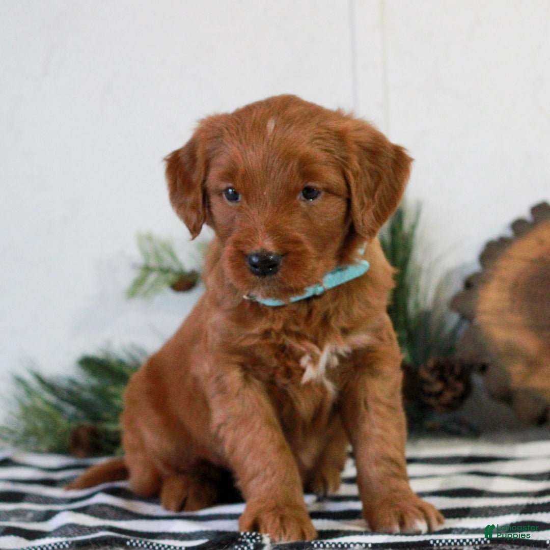 Goldendoodle dogs for sale: Ford  - Ad 2