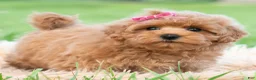 Maltipoo dogs for sale: Maisie - Ad 3