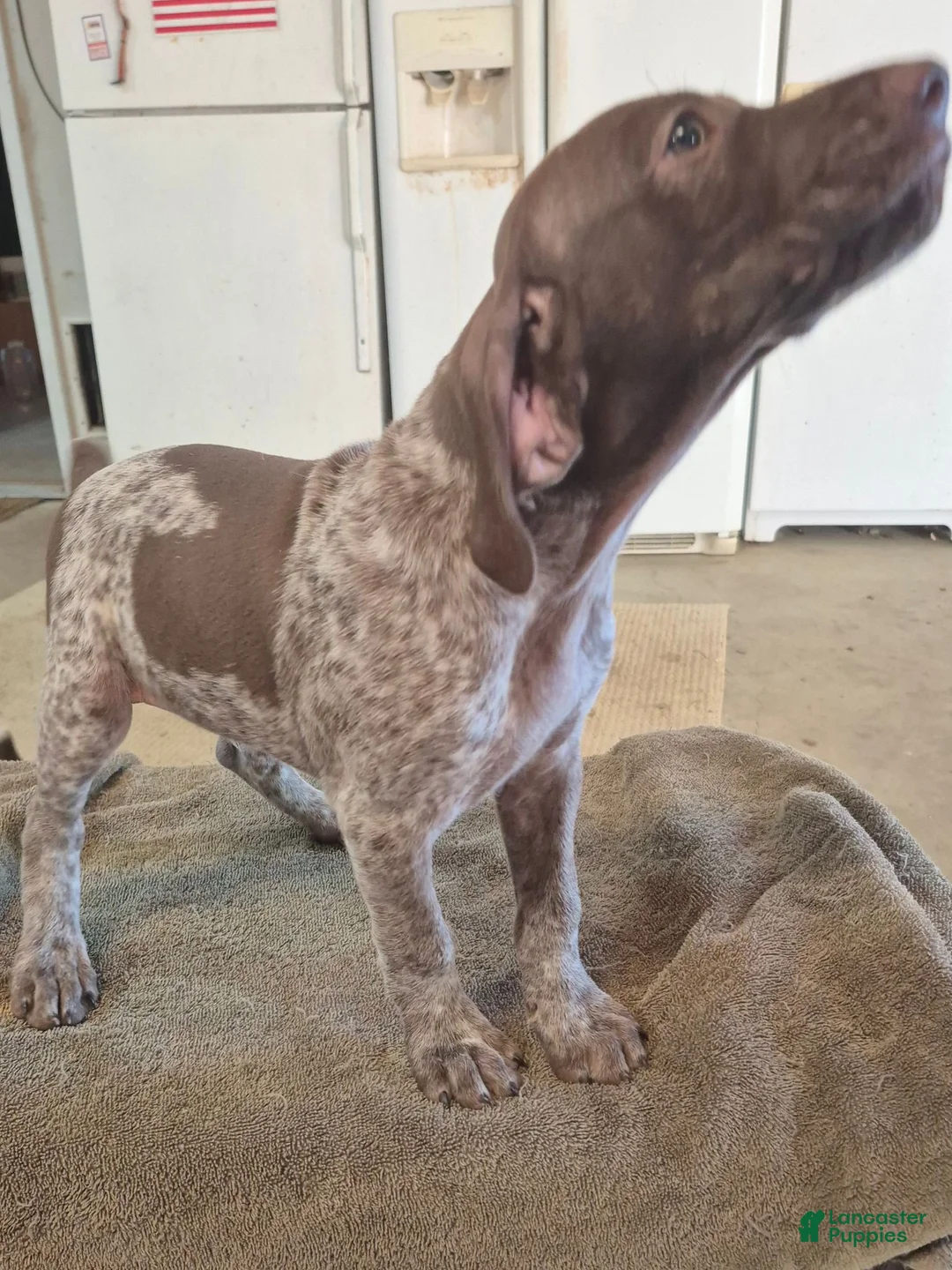 German Shorthaired Pointer dogs for sale: 3 German Shorthaired Pointer puppies  - Ad 8