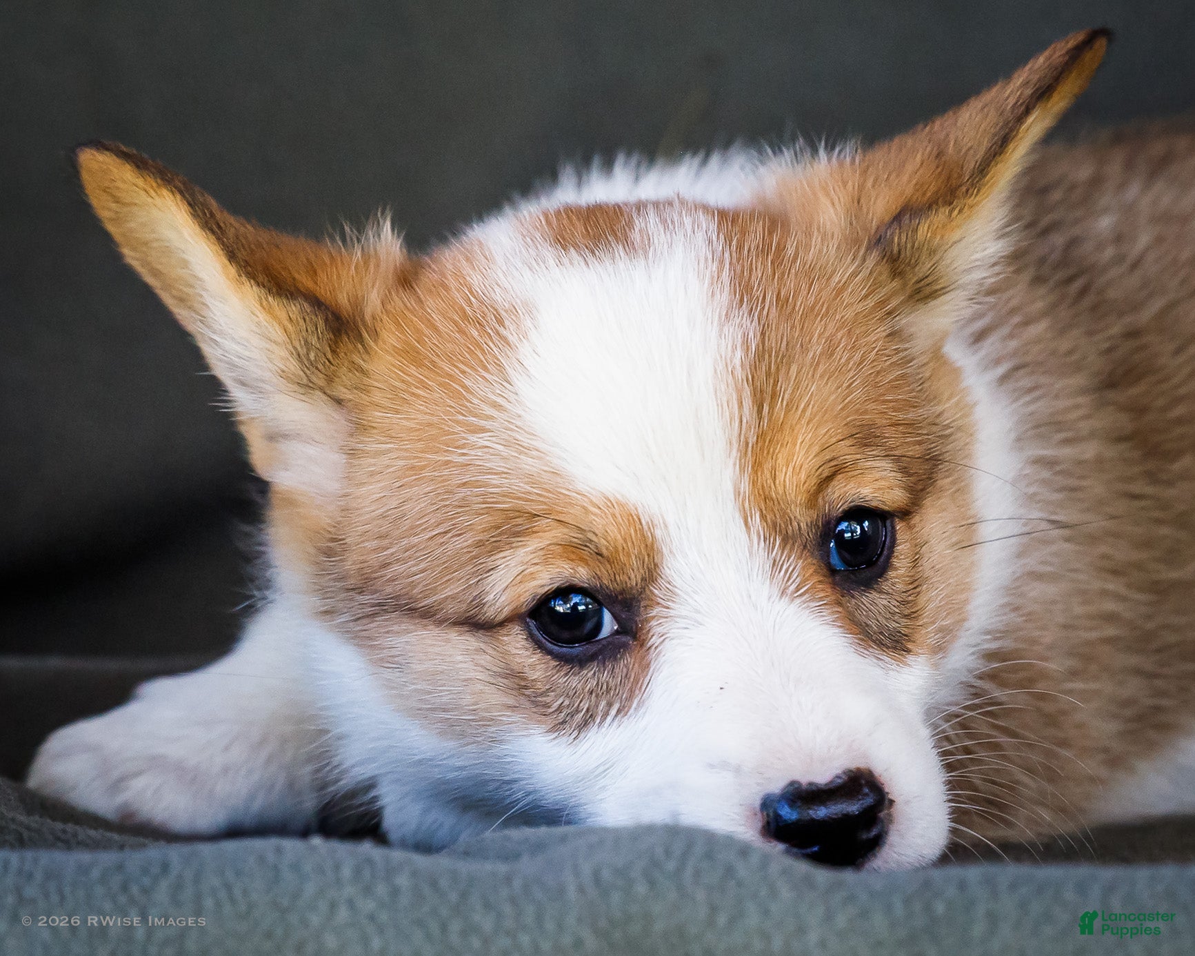 Welsh Corgi Pembroke dogs Bessie - Ad 2