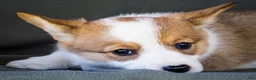 Welsh Corgi Pembroke dogs for sale: Bessie - Ad 2