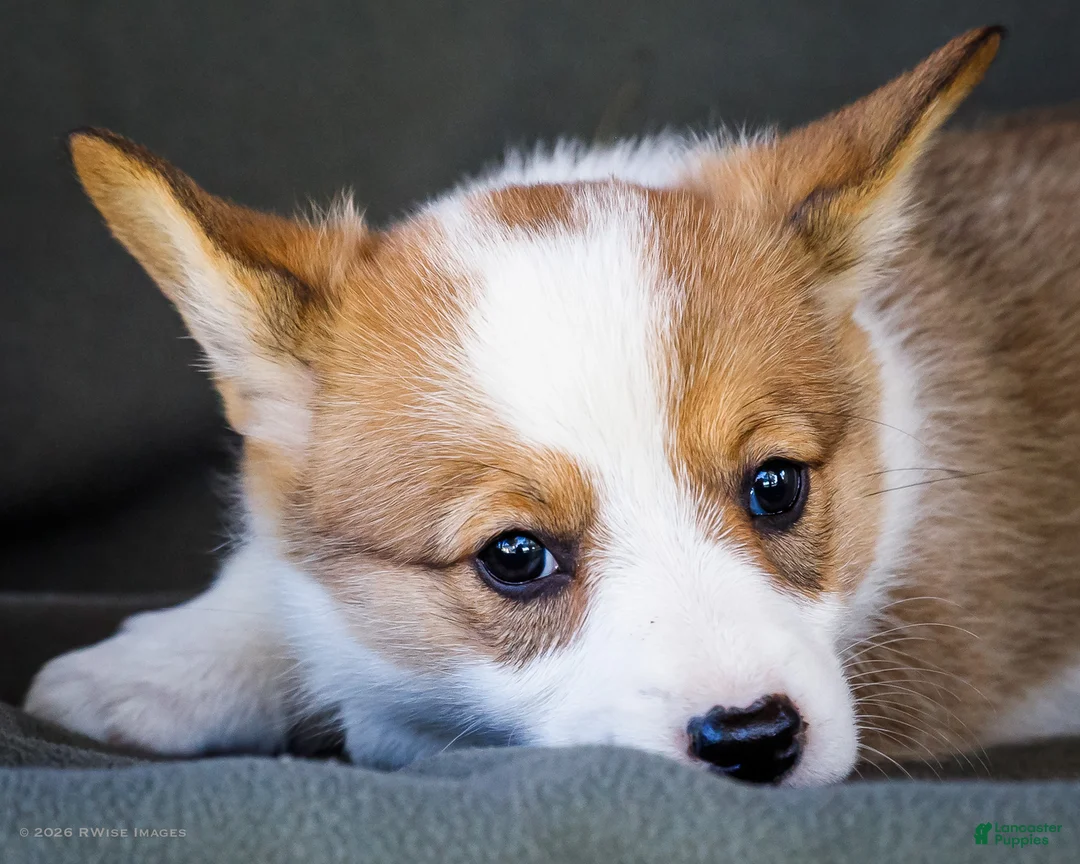 Welsh Corgi Pembroke dogs for sale: Bessie - Ad 2