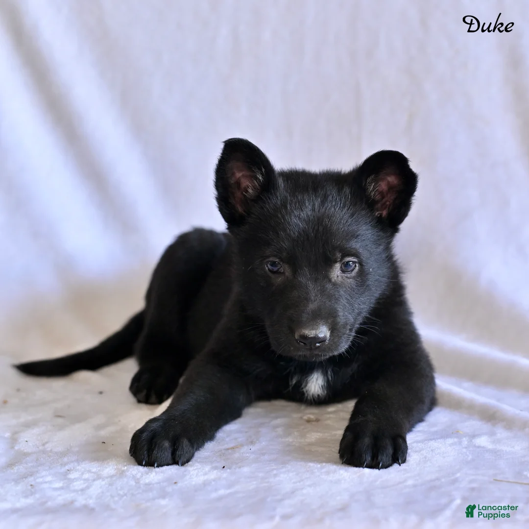 German Shepherd dogs for sale: Duke - Ad 1
