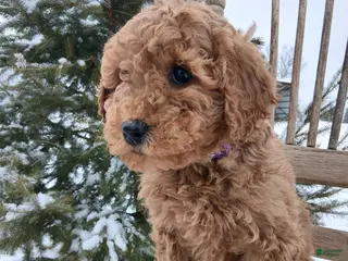 Irish Doodle dogs F1B Coco - Ad 12