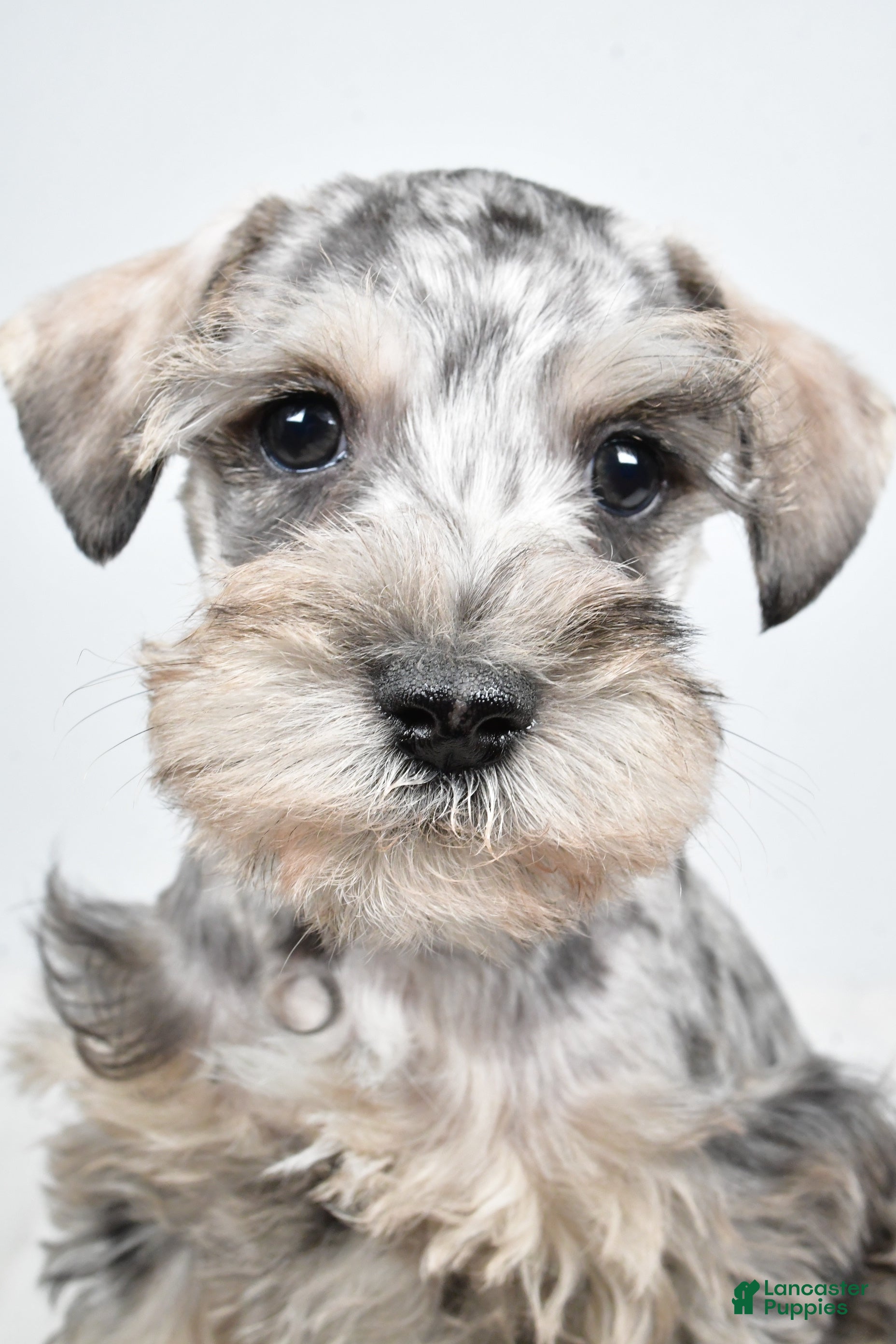 Schnoodle dogs Marlo - Ad 2