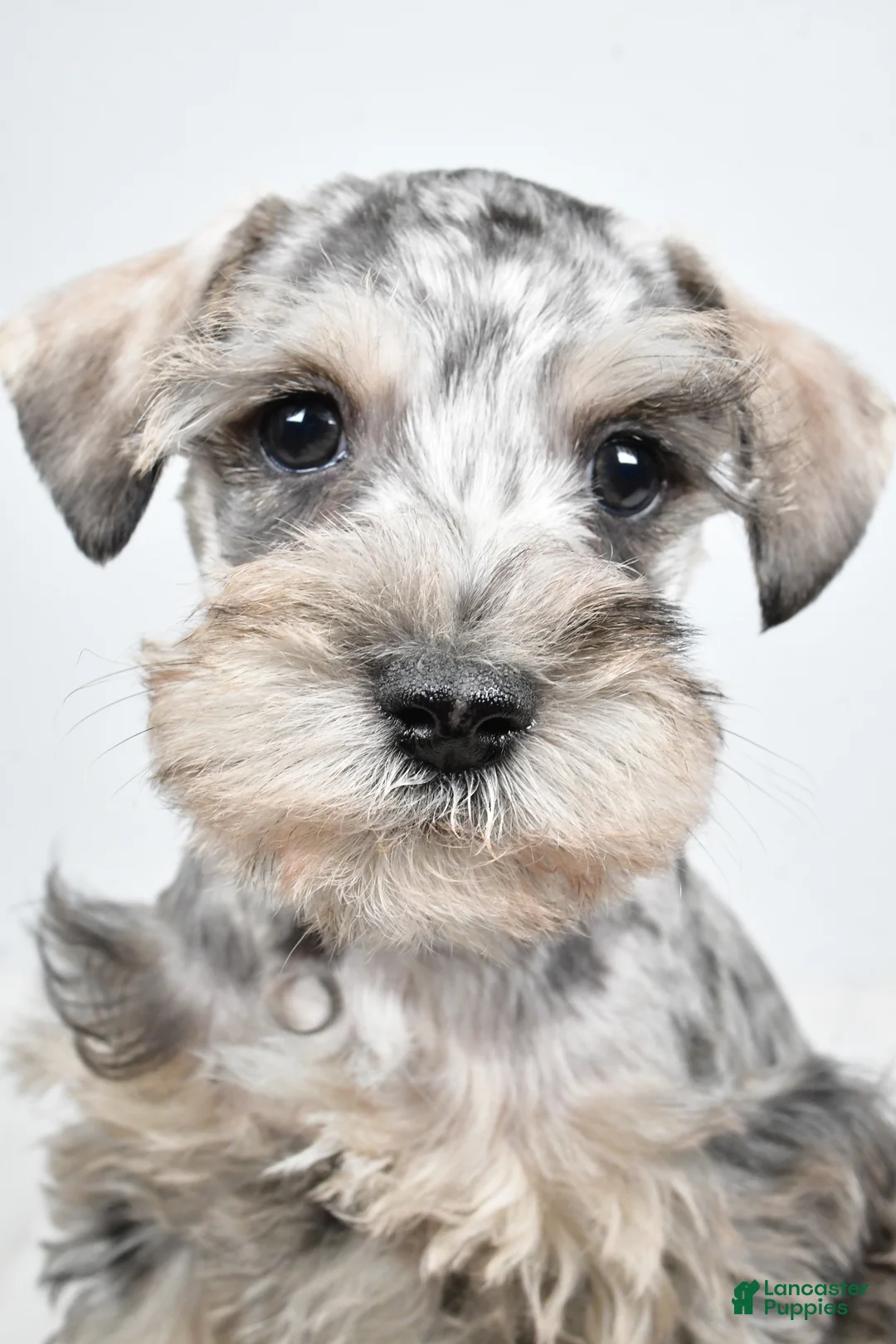 Schnoodle dogs for sale: Marlo - Ad 2