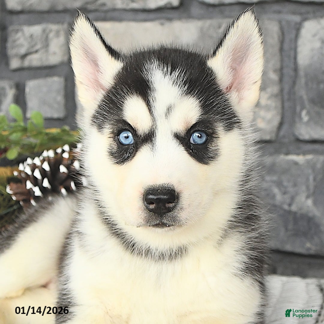 Siberian Husky dogs for sale: Gabby - Ad 4