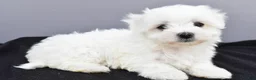 Maltese dogs for sale: Teddy - Ad 8