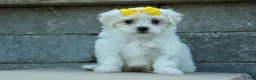 Maltese dogs for sale: PEBBLES - Ad 6