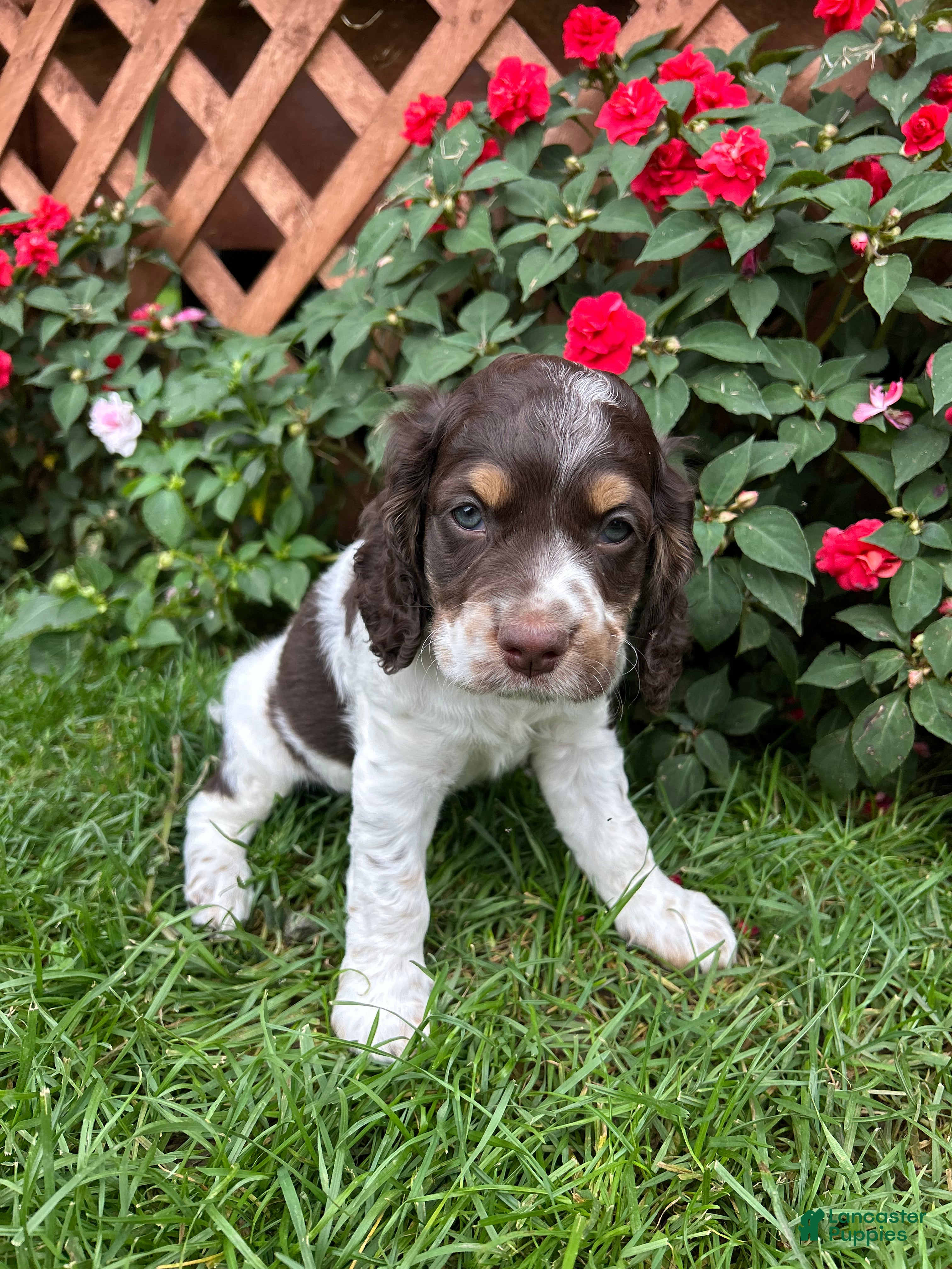 Cockapoo dogs Wilson - Ad 1