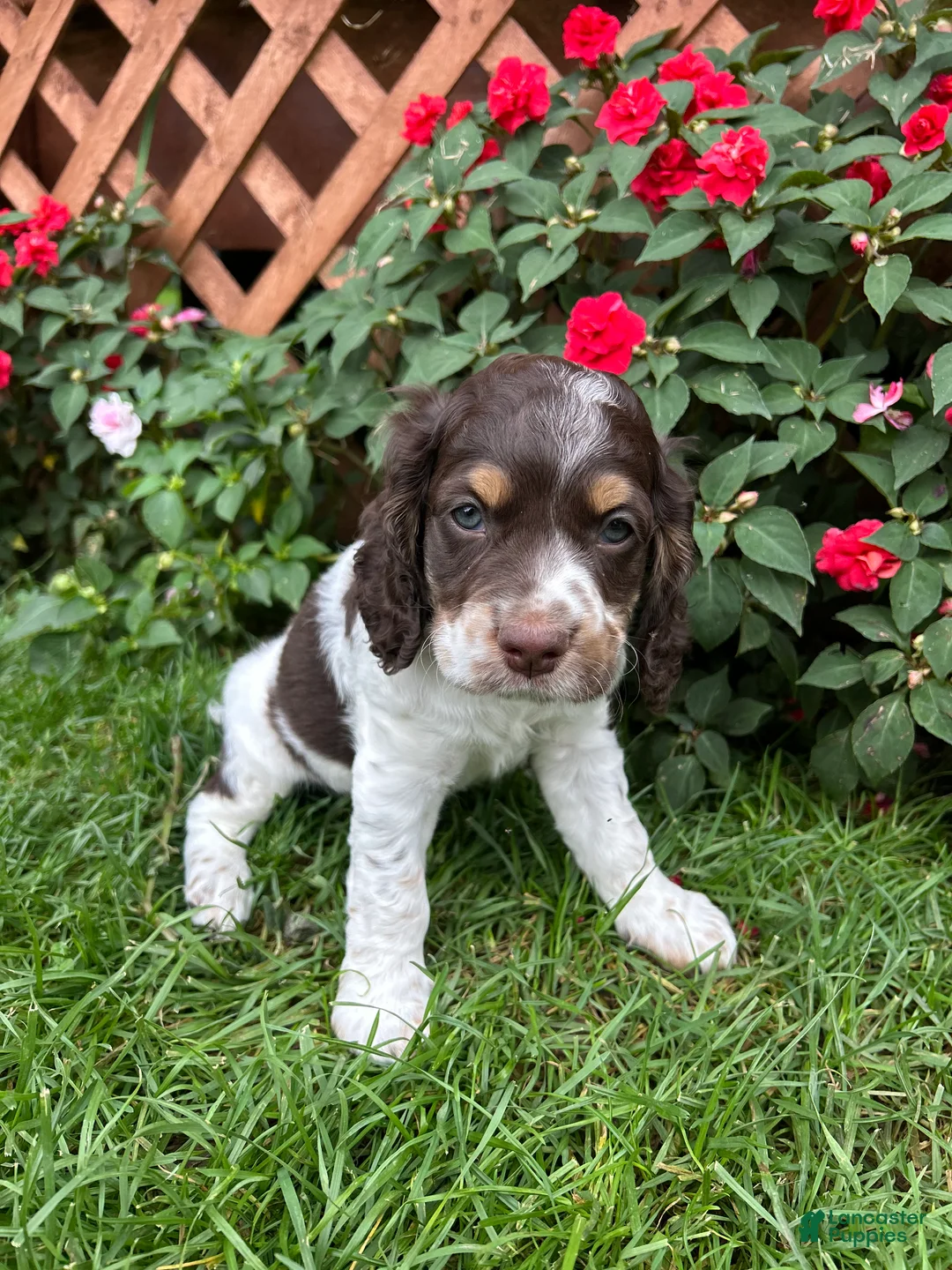 Cockapoo dogs for sale: Wilson - Ad 1