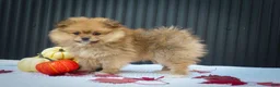 Pomeranian dogs for sale: 🐾 Meet Roxy — A Bouncy Little Ball of Fluff! 🐾 - Ad 5