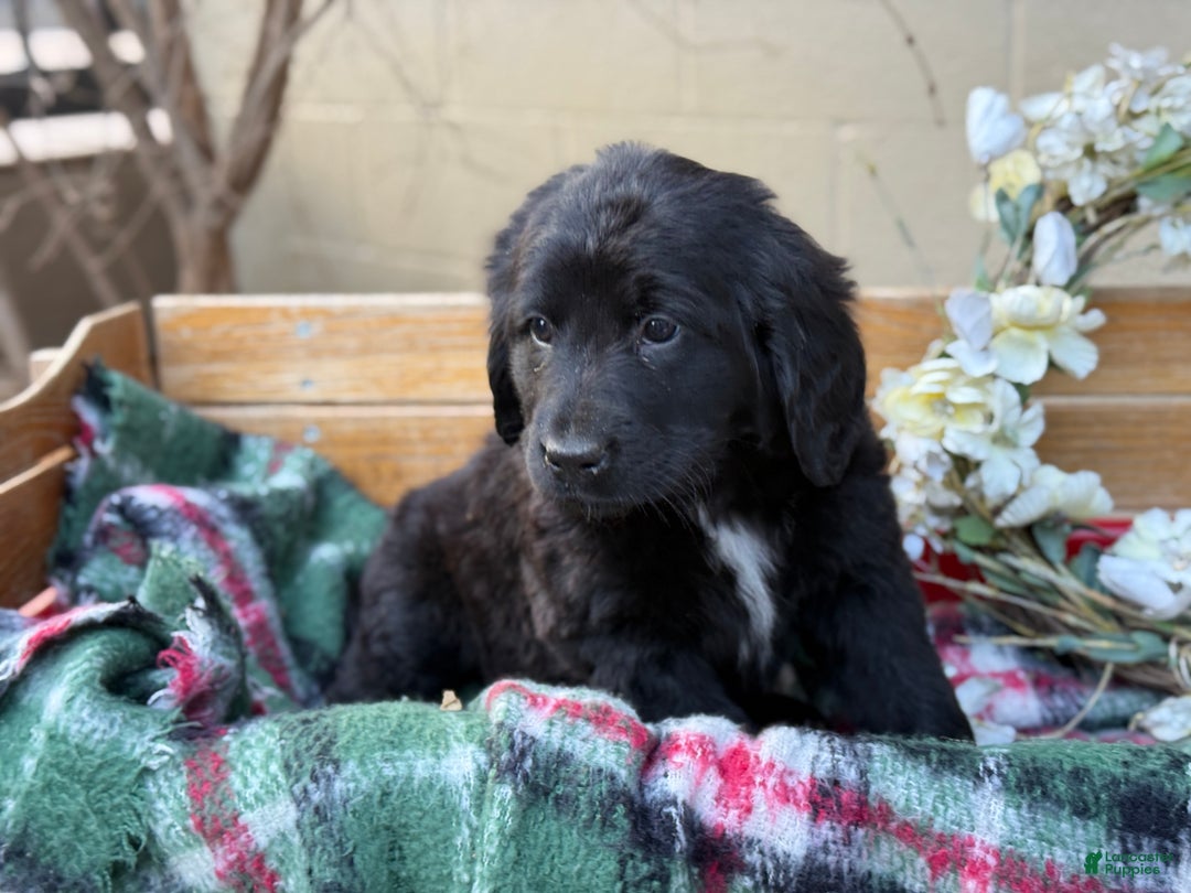 Mixed Breed dogs for sale: Rosie - Ad 2